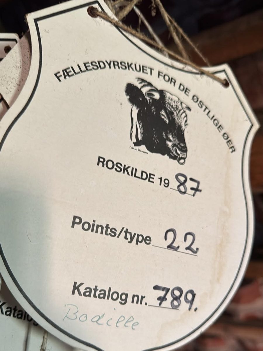 Hvid skjoldformet plade fra Fællesdyrskuet for de østlige øer, Roskilde 1987, katalognummer 789, med påskriften Bodille